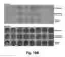 Fig. 15 - Compositions and methods for improving post-harvest properties of agricultural crops