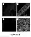 Fig. 17 - Compositions and methods for improving post-harvest properties of agricultural crops