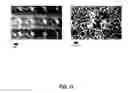 Fig. 09 - NANOBRUSHES AND METHODS OF MANUFACTURE AND USE