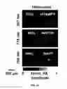 Fig. 23 - REVERSIBLY SWITCHABLE PHOTOACOUSTIC IMAGING SYSTEMS AND METHODS
