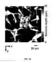 Fig. 33 - REVERSIBLY SWITCHABLE PHOTOACOUSTIC IMAGING SYSTEMS AND METHODS