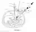 Fig. 08 - Ultrasound imaging probe