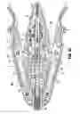 Fig. 22 - Surgical clip applier