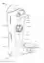 Fig. 01 - Brace having an inflation control