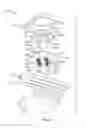 Fig. 16 - Brace having an inflation control