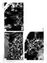 Fig. 17 - DRUG-DELIVERING COMPOSITE STRUCTURES