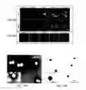 Fig. 08 - Multifunctional nanoparticle systems and methods for cancer diagnosis and combination therapy