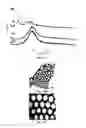 Fig. 20 - NANOPARTICLES FOR DERMAL AND SYSTEMIC DELIVERY OF DRUGS