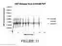 Fig. 12 - COMPOSITIONS AND METHODS FOR INTRADERMAL VACCINE DELIVERY