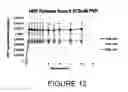 Fig. 13 - COMPOSITIONS AND METHODS FOR INTRADERMAL VACCINE DELIVERY