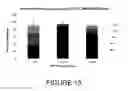 Fig. 16 - COMPOSITIONS AND METHODS FOR INTRADERMAL VACCINE DELIVERY