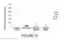 Fig. 19 - COMPOSITIONS AND METHODS FOR INTRADERMAL VACCINE DELIVERY