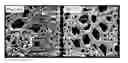 Fig. 01 - Induced expression of brain derived neurotrophic factor (BDNF) for treatment of neuromuscular, neurodegenerative, autoimmune, developmental and/or metabolic diseases