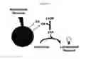 Fig. 02 - Methods and compositions for treating infection