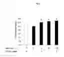 Fig. 03 - Therapeutic agent for keratoconjunctive disorders
