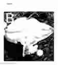 Fig. 05 - Pharmaceutical compositions comprising glitazones and NRF2 activators