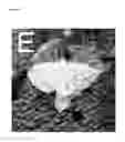 Fig. 08 - Pharmaceutical compositions comprising glitazones and NRF2 activators