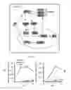 Fig. 11 - Antiviral axin stabilizer