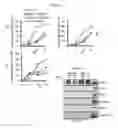 Fig. 13 - Antiviral axin stabilizer