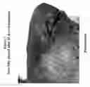 Fig. 15 - Salts and solid form of a BTK inhibitor