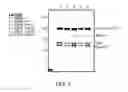 Fig. 06 - INHIBITORS OF HUMAN EZH2, AND METHODS OF USE THEREOF