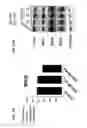 Fig. 24 - Method of treating triple-negative breast cancer using thienotriazolodiazepine compounds