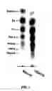 Fig. 02 - Non-reducing end unsaturated mannuronic acid oligosaccharides and compositions containing same as active ingredient