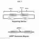 Fig. 06 - Modified cells and methods of therapy