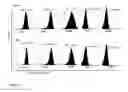 Fig. 02 - Mesenchymal stem cells with enhanced immunosuppressive capability