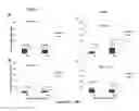 Fig. 06 - Mesenchymal stem cells with enhanced immunosuppressive capability
