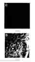 Fig. 13 - Method of stem cell delivery into the brain during chronic disease using blood brain barrier permeabilizers
