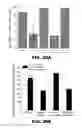 Fig. 27 - Antithrombotic nanoparticle