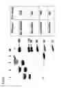 Fig. 09 - Chemically modified cystathionine β-synthase enzyme for treatment of homocystinuria