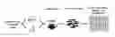 Fig. 01 - Virulence factors of 
