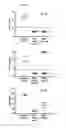 Fig. 05 - VACCINE AGAINST ACINETOBACTER BAUMANNII BASED ON CELLULAR COMPONENTS DEFICIENT IN LIPOPOLYSACCHARIDE