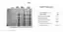 Fig. 07 - VACCINE AGAINST ACINETOBACTER BAUMANNII BASED ON CELLULAR COMPONENTS DEFICIENT IN LIPOPOLYSACCHARIDE