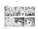 Fig. 10 - VACCINE AGAINST ACINETOBACTER BAUMANNII BASED ON CELLULAR COMPONENTS DEFICIENT IN LIPOPOLYSACCHARIDE