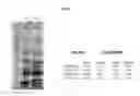 Fig. 12 - VACCINE AGAINST ACINETOBACTER BAUMANNII BASED ON CELLULAR COMPONENTS DEFICIENT IN LIPOPOLYSACCHARIDE
