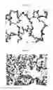 Fig. 08 - European PRRSV strain