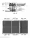 Fig. 12 - Lysosomal targeting of antigens employing nucleic acids encoding lysosomal membrane polypeptide/antigen chimeras