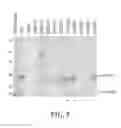Fig. 06 - THYROID STIMULATING HORMONE COMPOSITIONS
