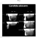 Fig. 13 - Compositions and methods for multipurpose disinfection and sterilization solutions