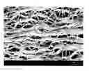 Fig. 01 - Articles including expanded polytetrafluoroethylene membranes with serpentine fibrils having a discontinuous fluoropolymer layer thereon