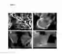 Fig. 06 - SURFACE MODIFICATION METHOD AND STRUCTURE FOR IMPROVING HEMOCOMPATIBILITY OF BIOMEDICAL METALLIC SUBSTRATES