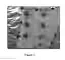 Fig. 02 - Microneedle based cell delivery