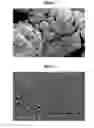 Fig. 02 - PICKERING EMULSION FORMULATIONS