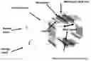 Fig. 01 - ABRASIVE ARTICLE AND METHOD OF FORMING