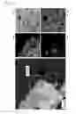 Fig. 30 - Controllable and reversible pH-responsive rollable 2D nano structures