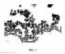 Fig. 02 - PROCESS FOR PREPARING RECYCLABLE TEMPLATE HOLLOW PARTICLES USING WATER-BASED SILICA PRECURSORS