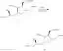 Fig. 18 - Crystalline derivatives of (S)-1-((2R,3R,4S,5S)-5-allyl-3-methoxy-4-(tosylmethyl)tetrahydrofuran-2-YL)-3-aminopropan-2-ol
